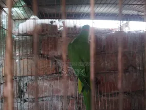 টিয়া পাখি