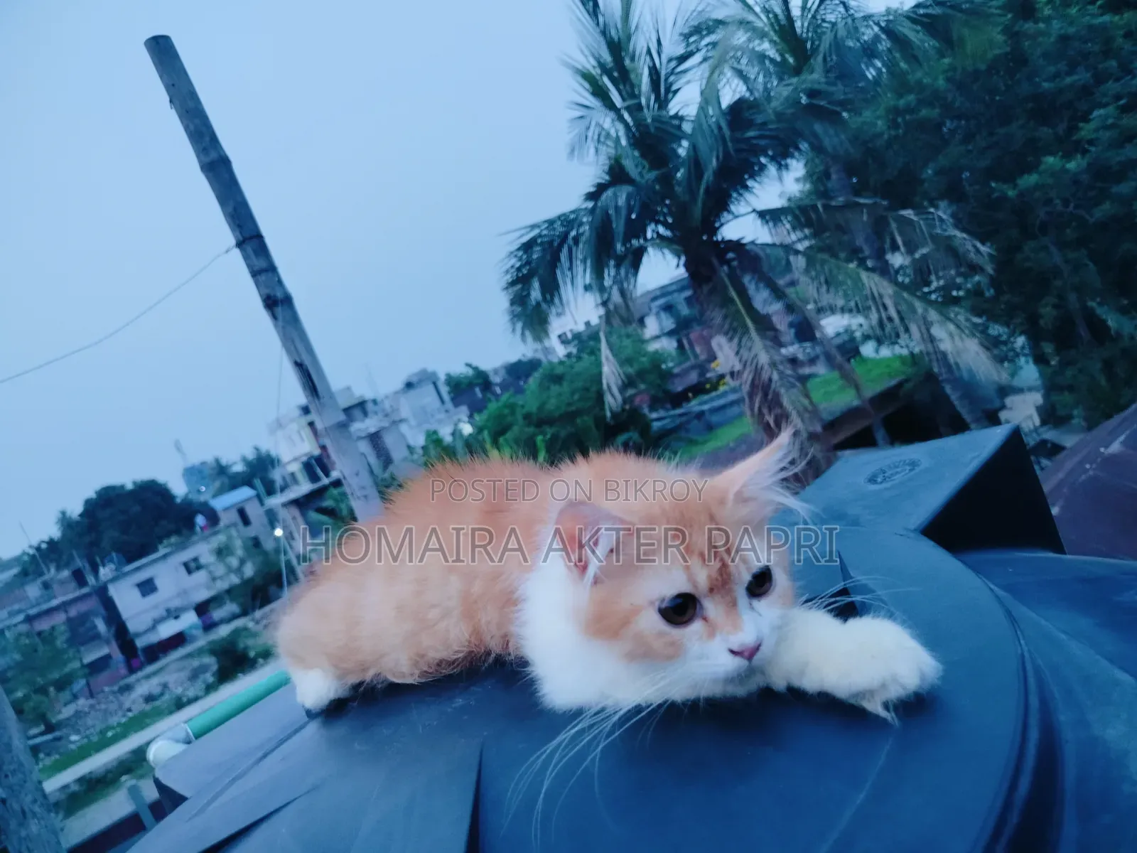 ৩-৬ মাসের মহিলা খাঁটি পার্সিয়ান বিড়াল