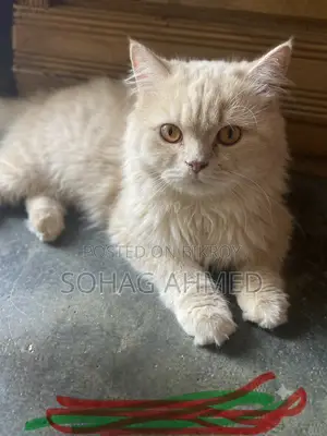 1+ year Male Purebred Persian