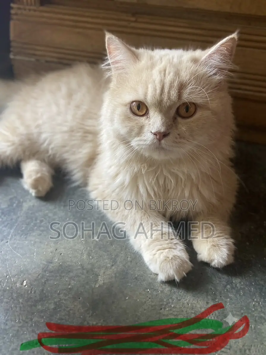 1+ year Male Purebred Persian