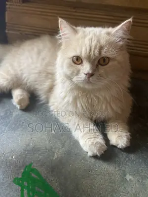 1+ year Male Purebred Persian