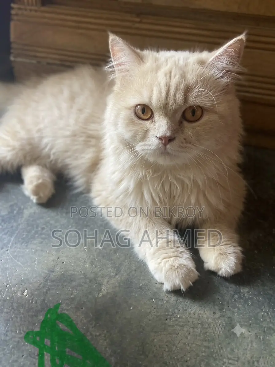 1+ year Male Purebred Persian