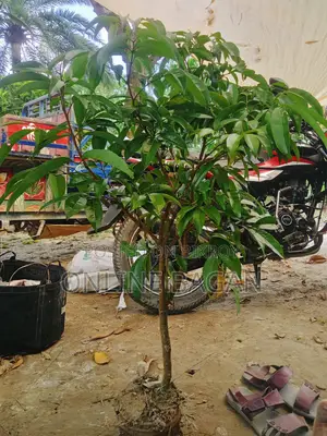উচ্চ ফলনশীল চায়না-৩ লিচুর মাতৃকলম চারাগাছ