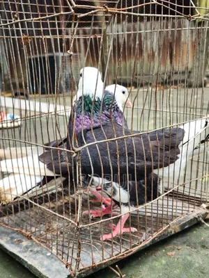 গোল্লা কবুতর