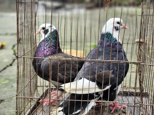 গোল্লা কবুতর