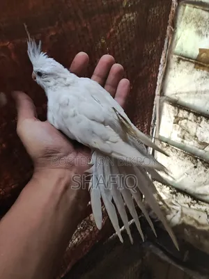 ককটেল আলবিনো বেবি