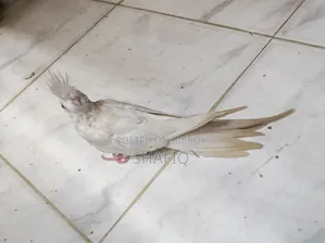 ককটেল আলবিনো বেবি