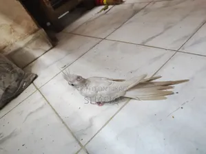 ককটেল আলবিনো বেবি