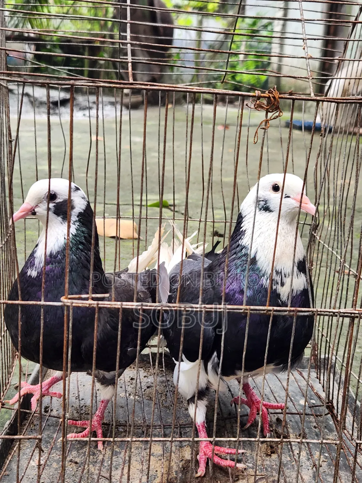 গোল্লা কবুতর