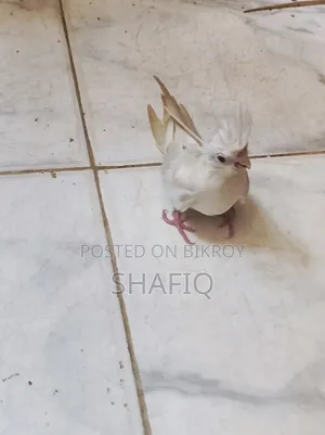ককটেল আলবিনো বেবি