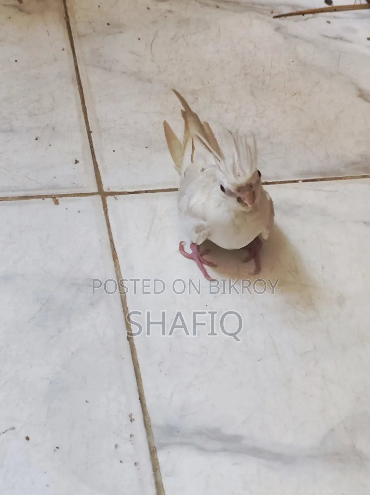 ককটেল আলবিনো বেবি