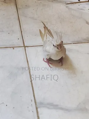 ককটেল আলবিনো বেবি