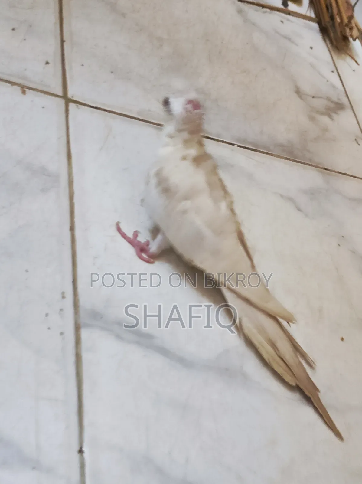 ককটেল আলবিনো বেবি
