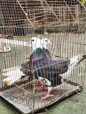 গোল্লা কবুতর