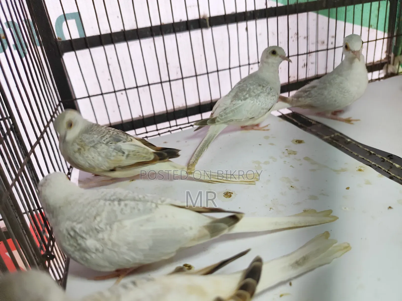 Diamond Dove