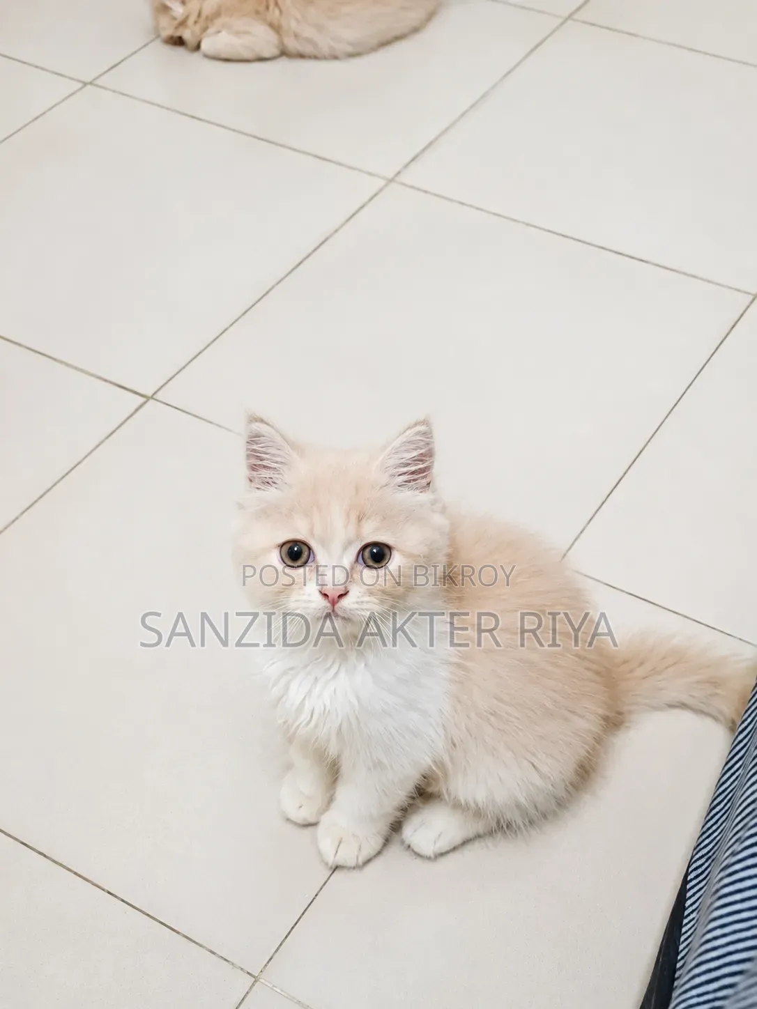 1-3 months Male Purebred Persian