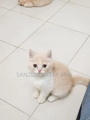 1-3 months Male Purebred Persian