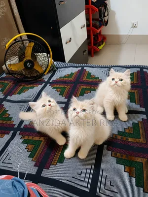 1-3 Months Female Purebred Persian
