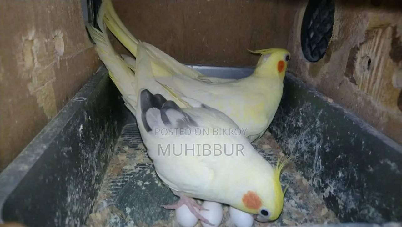 মাস্টার পেয়ার ককটেল