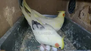Master Pair Cockatiel