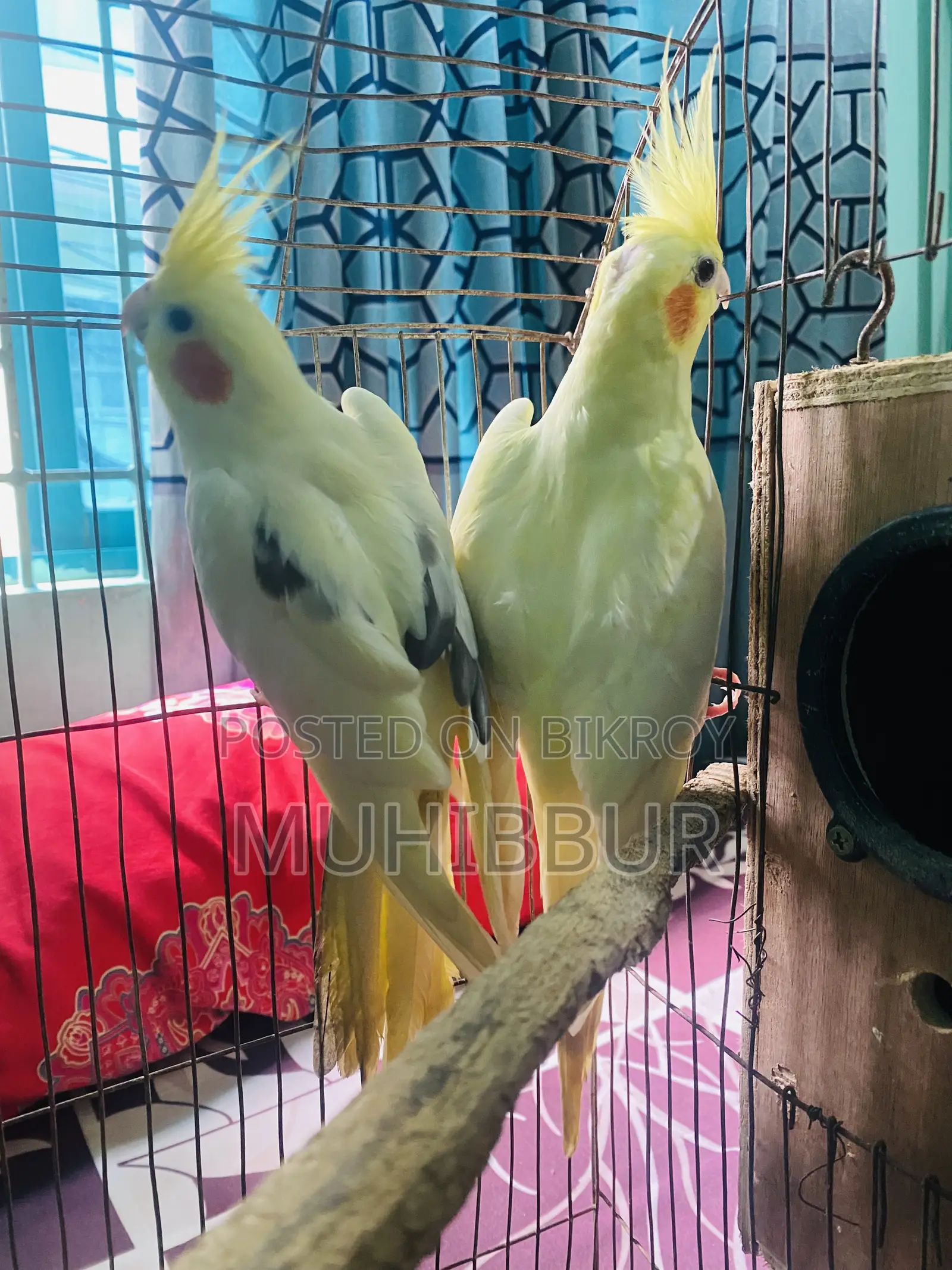 মাস্টার পেয়ার ককটেল