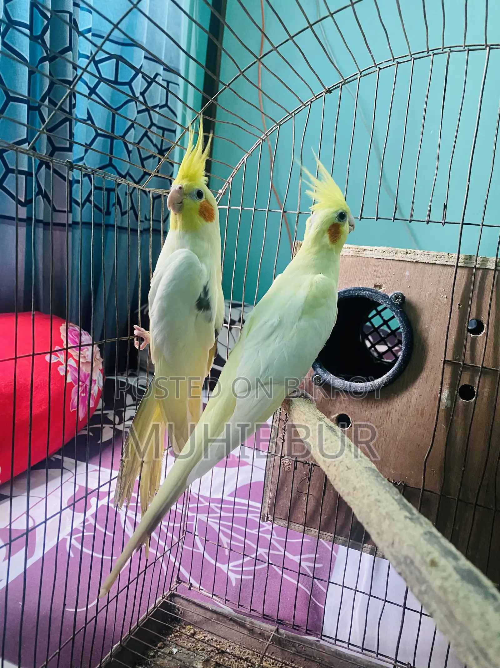 মাস্টার পেয়ার ককটেল