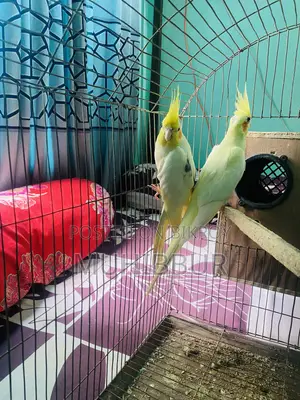 মাস্টার পেয়ার ককটেল