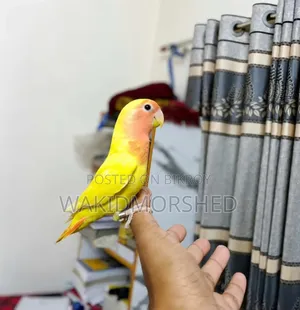 Full Train Love Birds (Yellow Red Eye)
