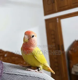 Full Train Love Birds (Yellow Red Eye)
