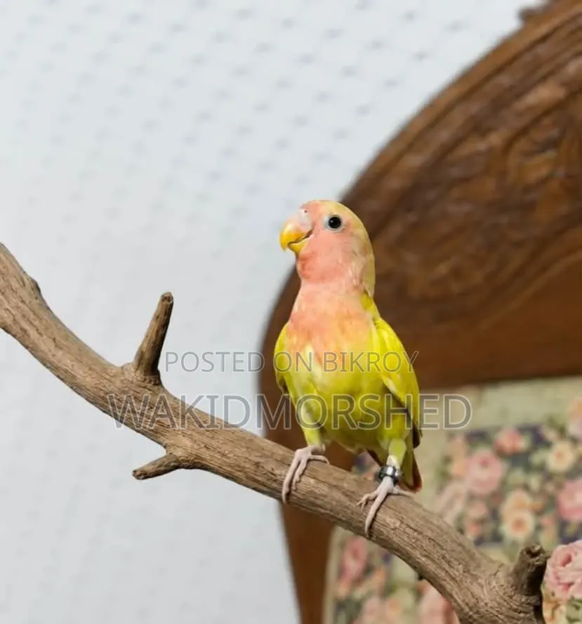 Full Train Love Birds (Yellow Red Eye)