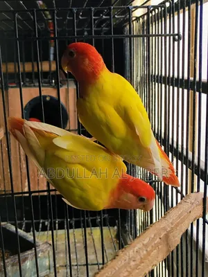 Love Bird Red Eye