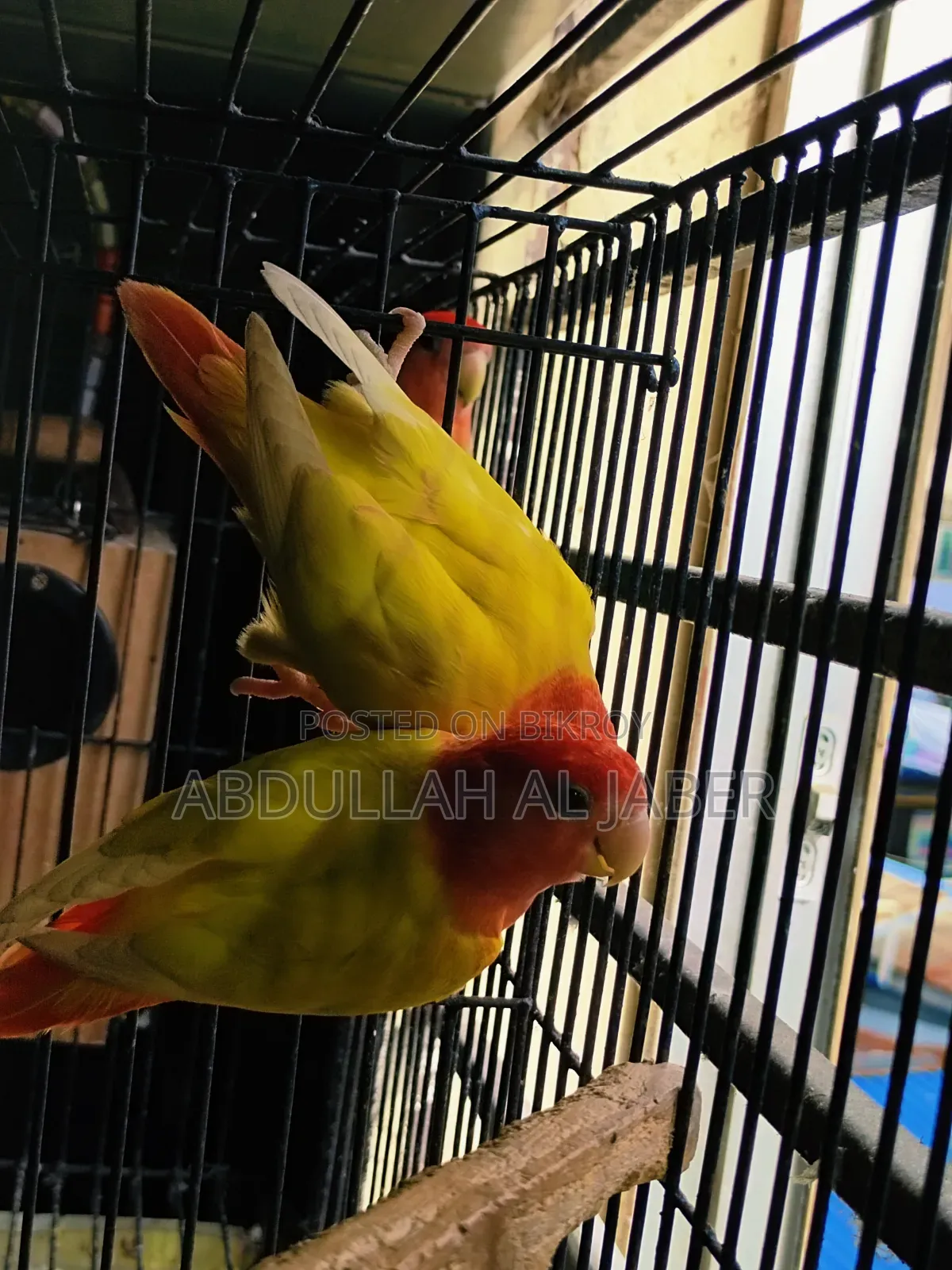 লাভ বার্ড রেড আই