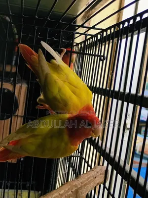লাভ বার্ড রেড আই