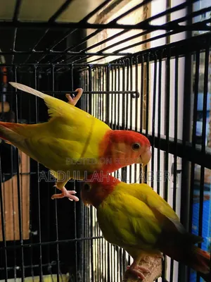 লাভ বার্ড রেড আই