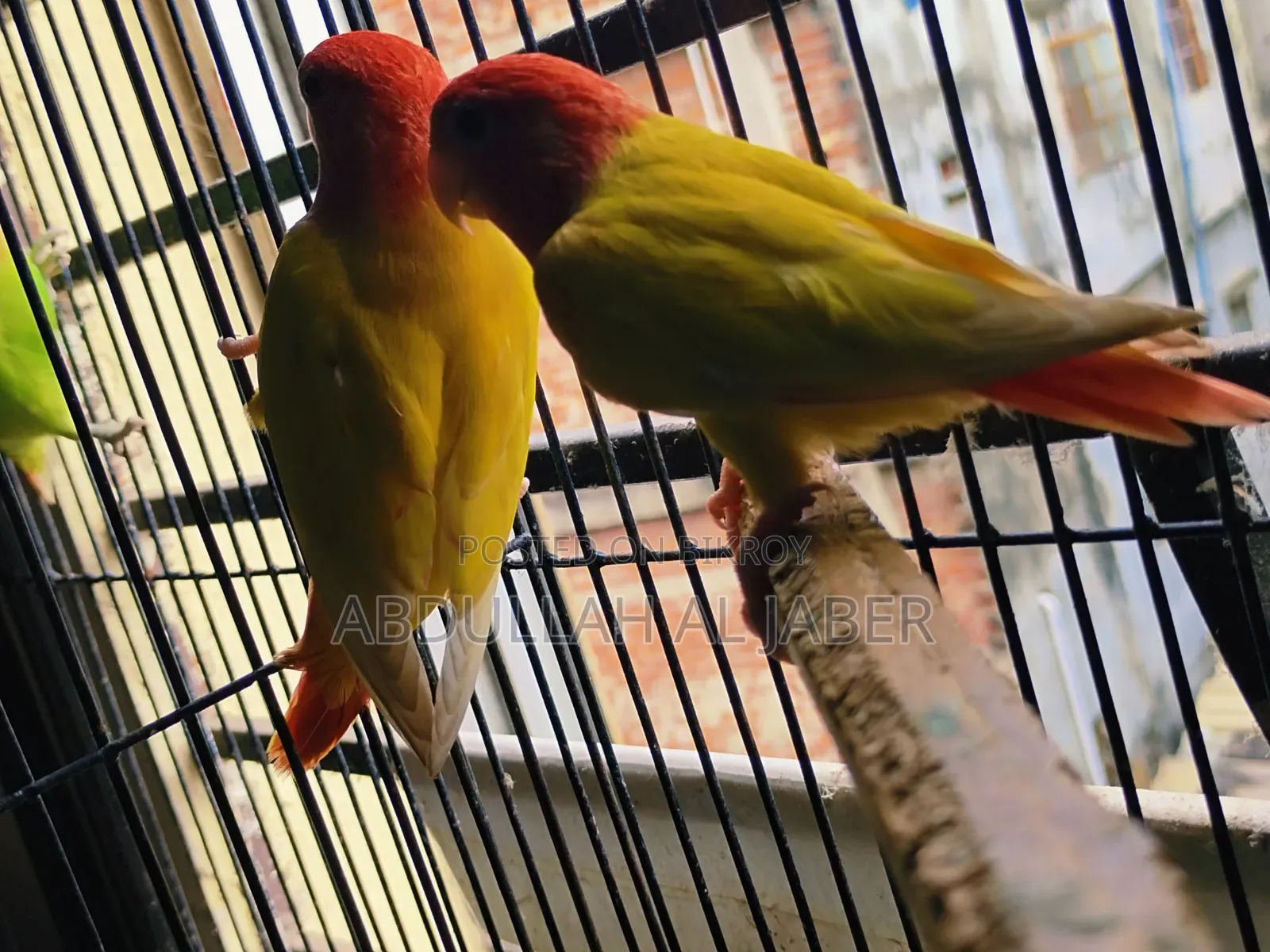 লাভ বার্ড রেড আই