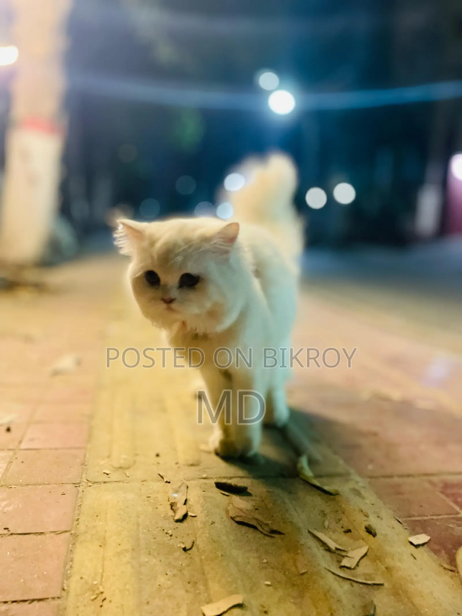 1+ Year Female Purebred Persian Cat