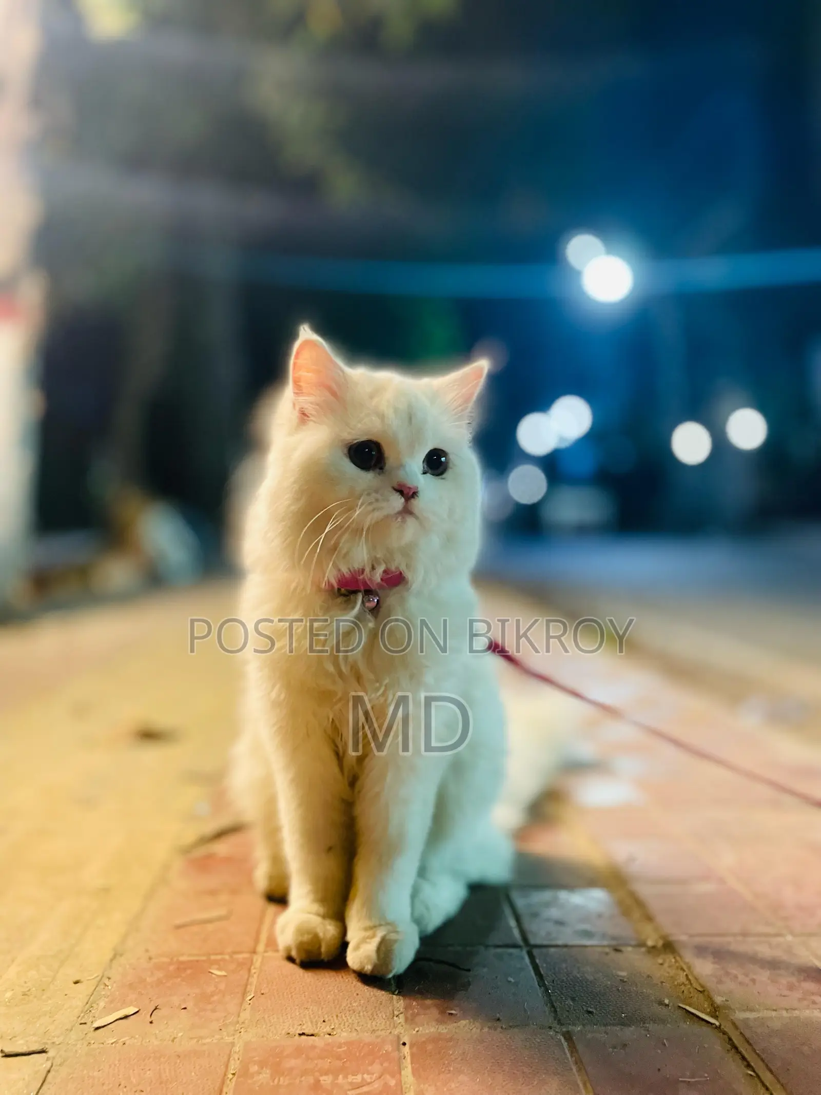 1+ Year Female Purebred Persian Cat