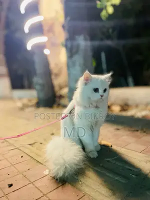 1+ Year Female Purebred Persian Cat