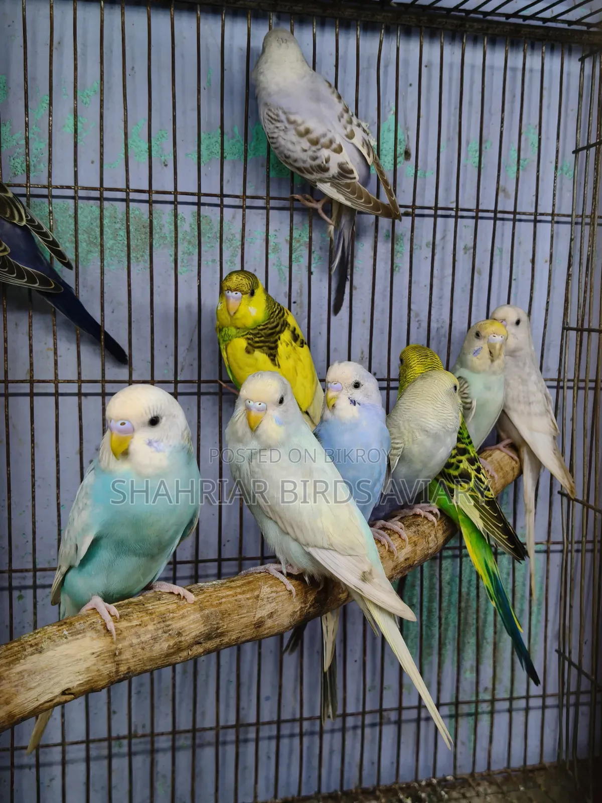 বাজরিগার পাখি