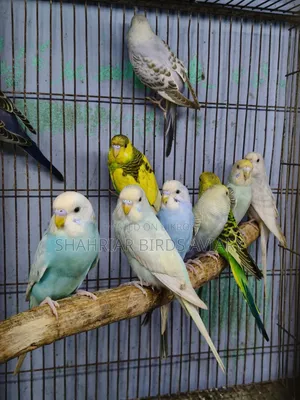 বাজরিগার পাখি
