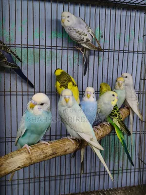 বাজরিগার পাখি