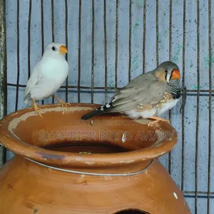 ফিঞ্চ জ্রেবা