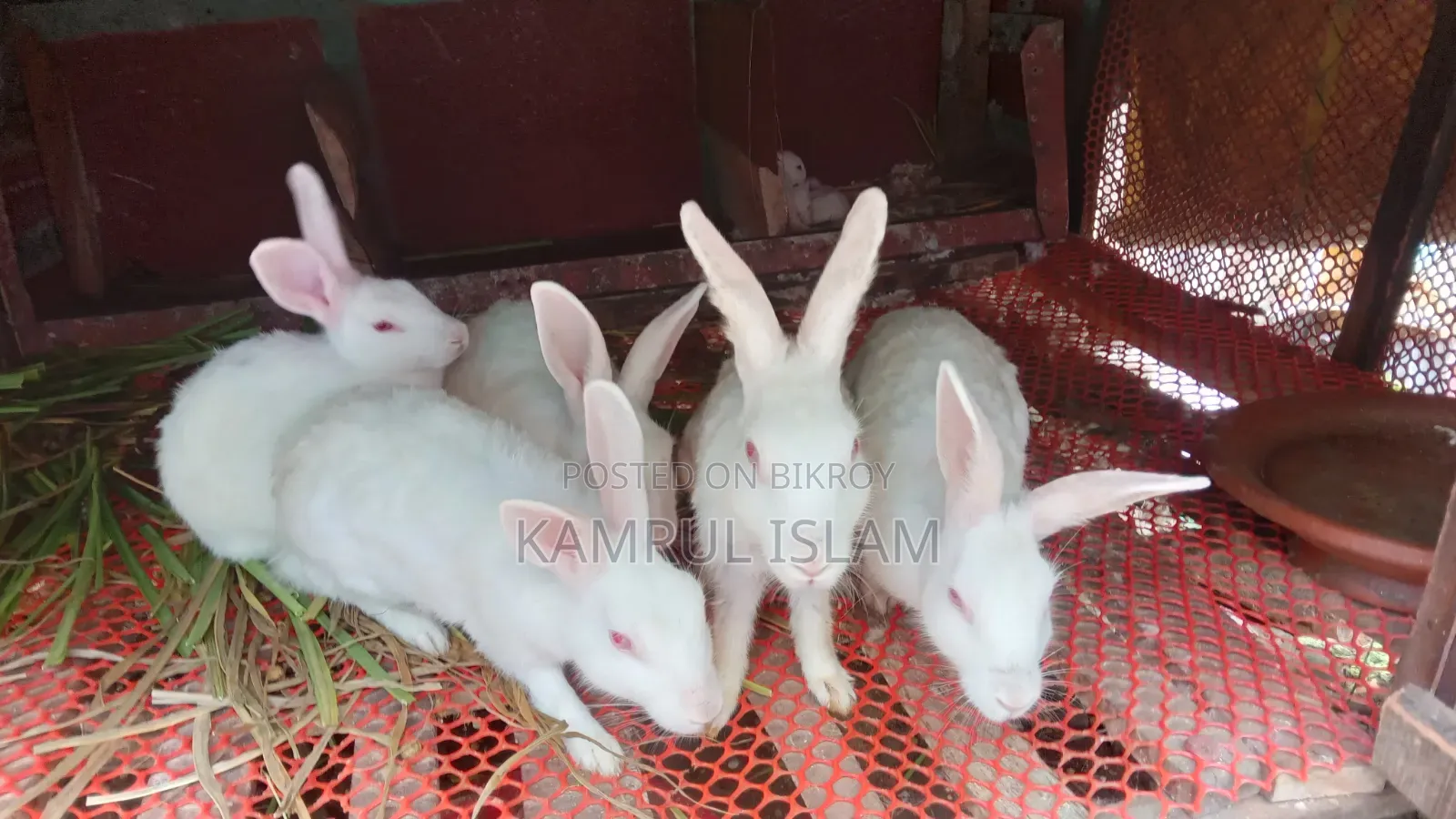 Rabbits for Sale