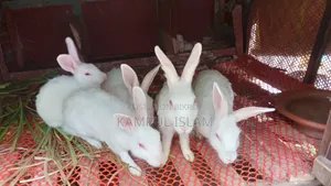 Rabbits for Sale