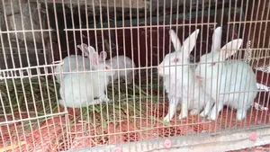 Rabbits for Sale