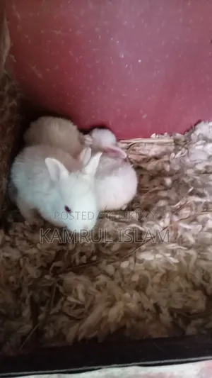 Rabbits for Sale