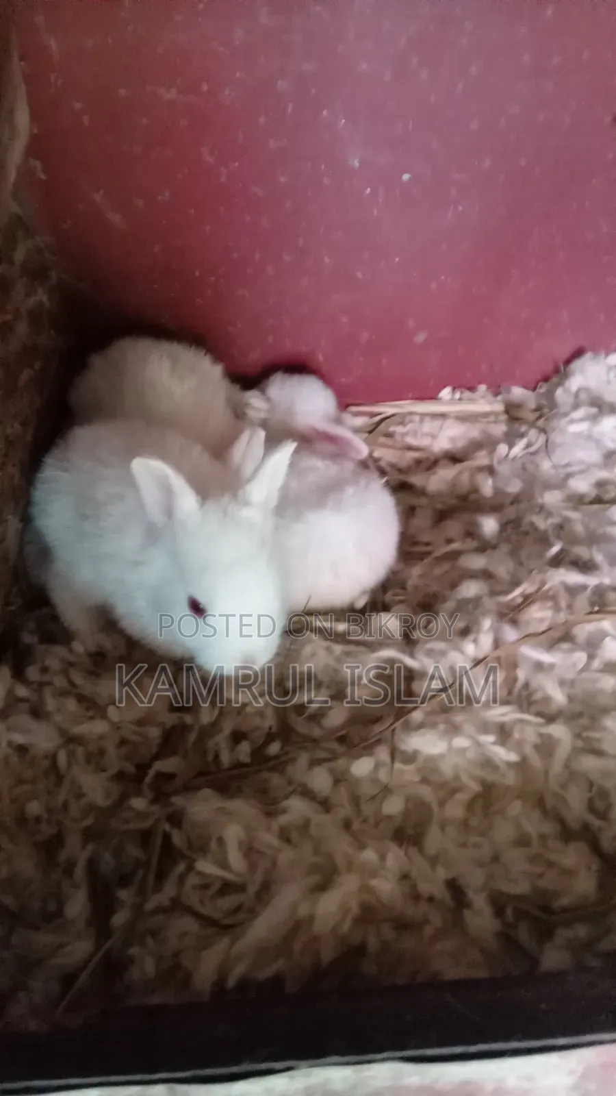 Rabbits for Sale