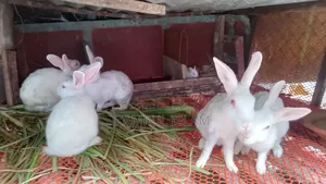Rabbits for Sale