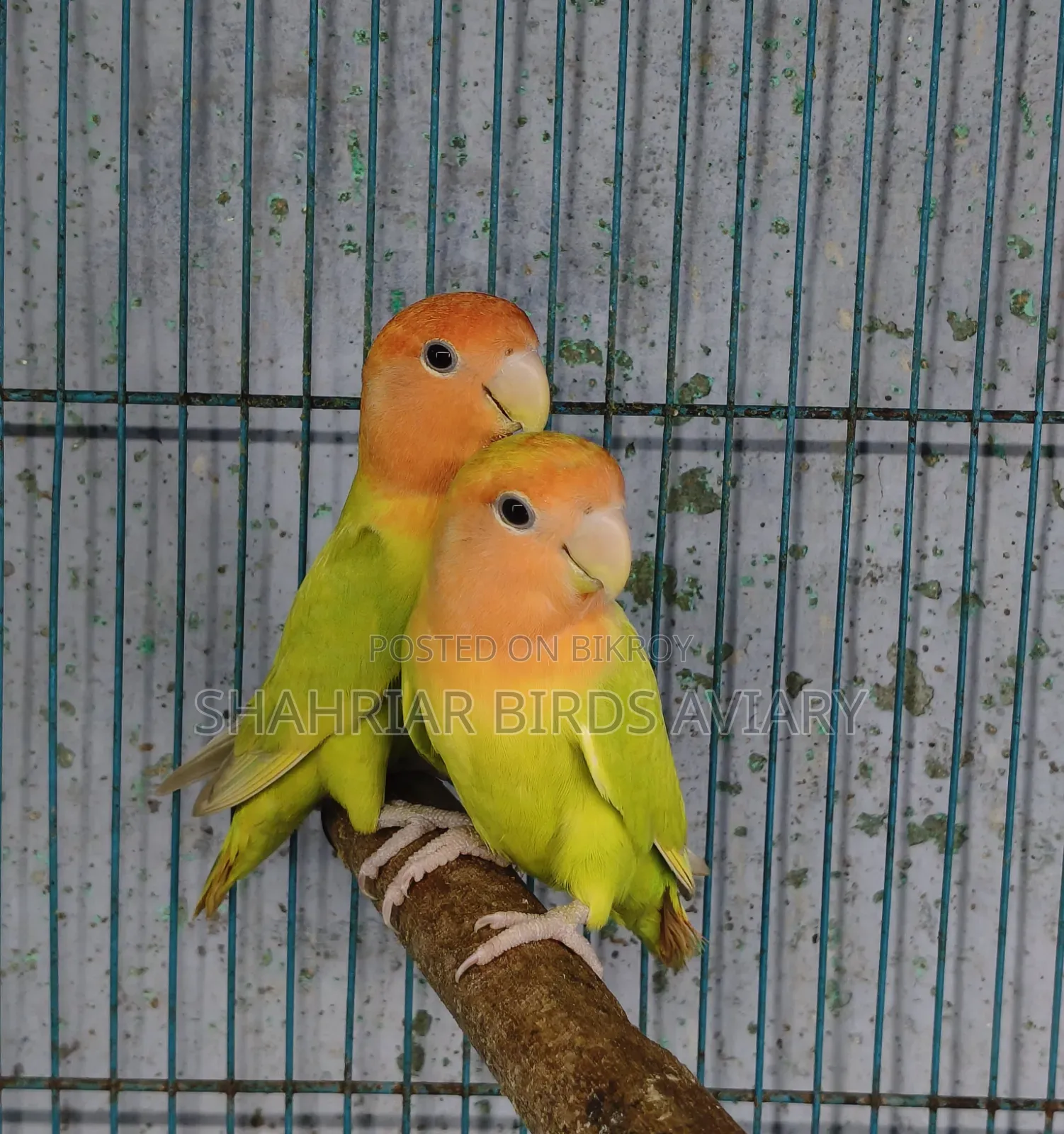 রেড হেড (লাভবার্ড পাখি)