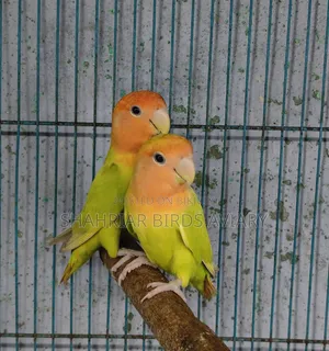 রেড হেড (লাভবার্ড পাখি)